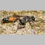 Ammophila sabulosa - Sandwespe 51a 20mm beim Nestbau.jpg